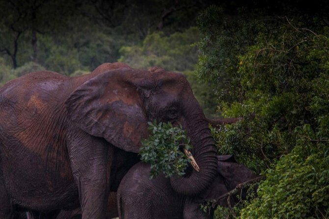 iSimangaliso Wetland Park, Night Drive Safari - Meeting at Heritage House: getting started without stress