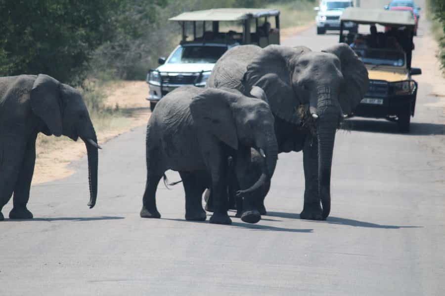 Johannesburg: 3-Day Panorama Tour with Kruger Park Safari - The Open-Vehicle Safari Experience: Comfort vs. Close Encounters