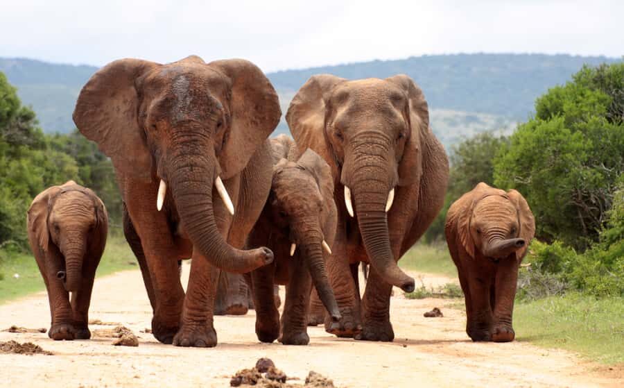 Johannesburg: 3-Day Panorama Tour with Kruger Park Safari - Should You Book This 3-Day Panorama and Kruger Safari?