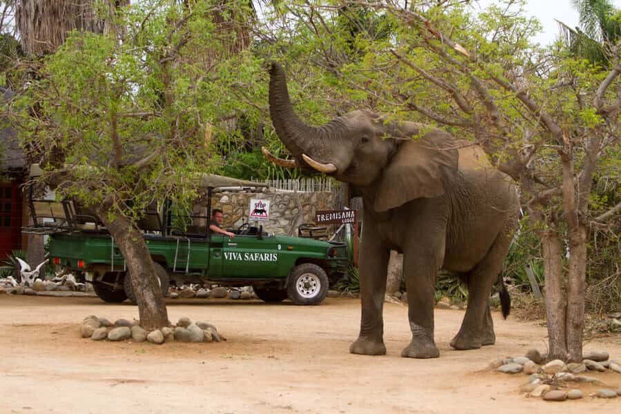 Johannesburg: 4-Day Classic Kruger National Park Safari - From Johannesburg Pickup to Kruger Vibes: What the Trip Really Costs You