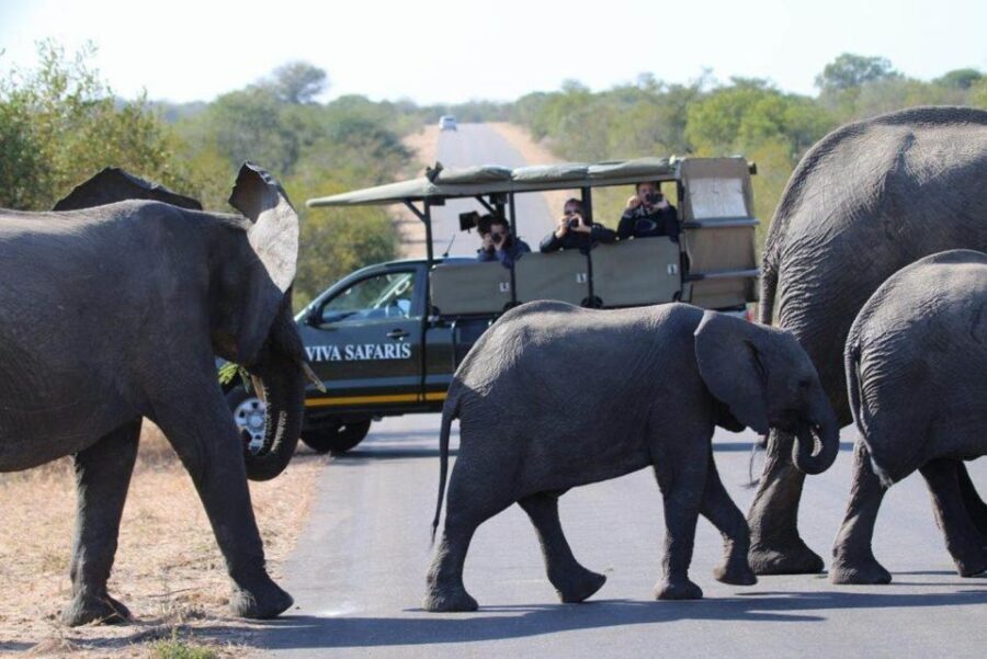 Johannesburg: 4-Day Classic Kruger National Park Safari - Tremisana Game Lodge: Comfortable Base, Clear Limits on Night Freedom