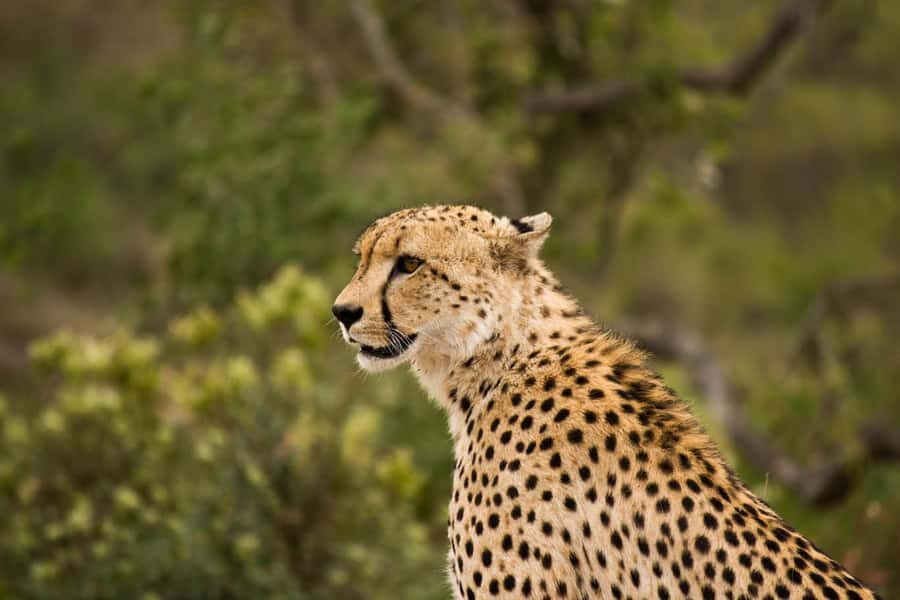 Johannesburg: Affordable 3 Day Kruger Park Safari - The vibe: budget safari, real bush time