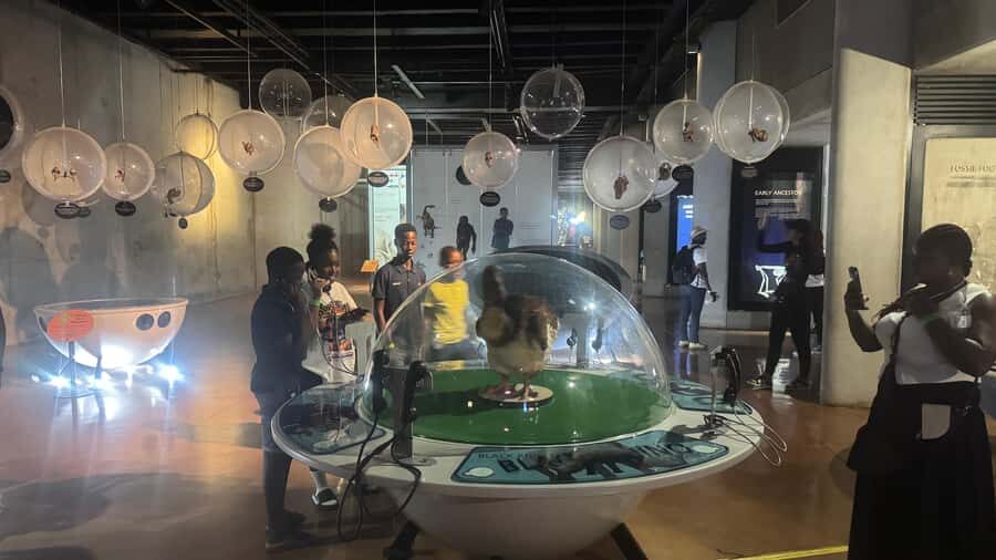 Johannesburg: Cradle of Humankind & Harties Aerial Cableway - Price and Value: What $144 Buys You Here