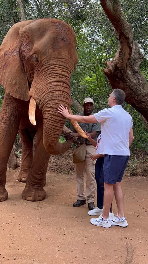 Johannesburg: Elephant and Monkey Sanctuary Half Day Tour - Elephant and Monkey Sanctuary: The Best Parts of the Day