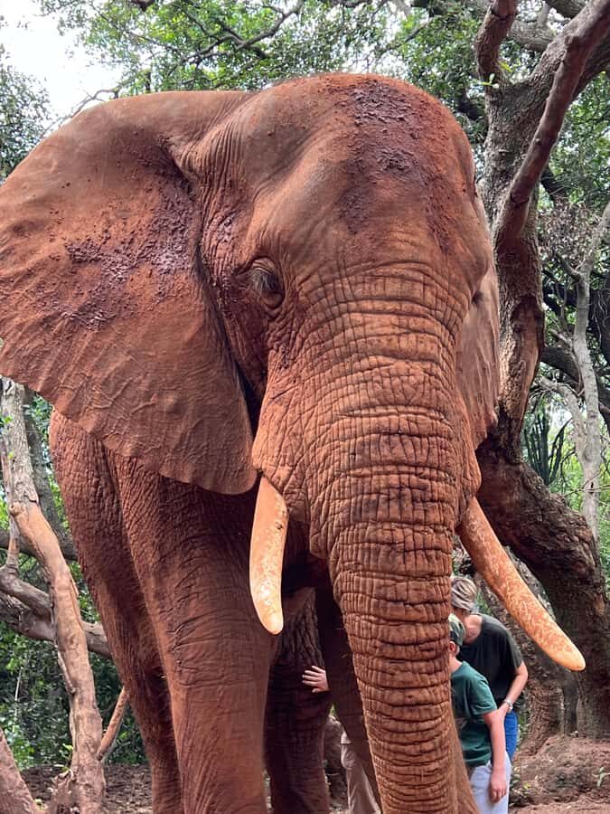 Johannesburg: Elephant and Monkey Sanctuary Half Day Tour - From Sandton or OR Tambo to Hartbeespoort: Getting There Without Hassle