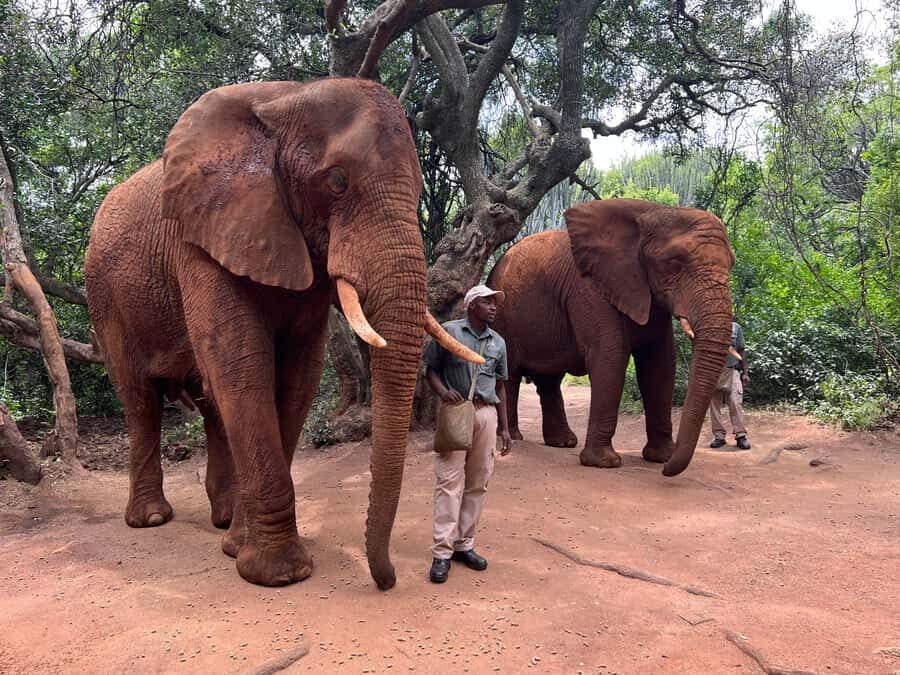 Johannesburg: Elephant and Monkey Sanctuary Half Day Tour - Your 10h00 Elephant Experience: Learning, Feeding, and Getting Close