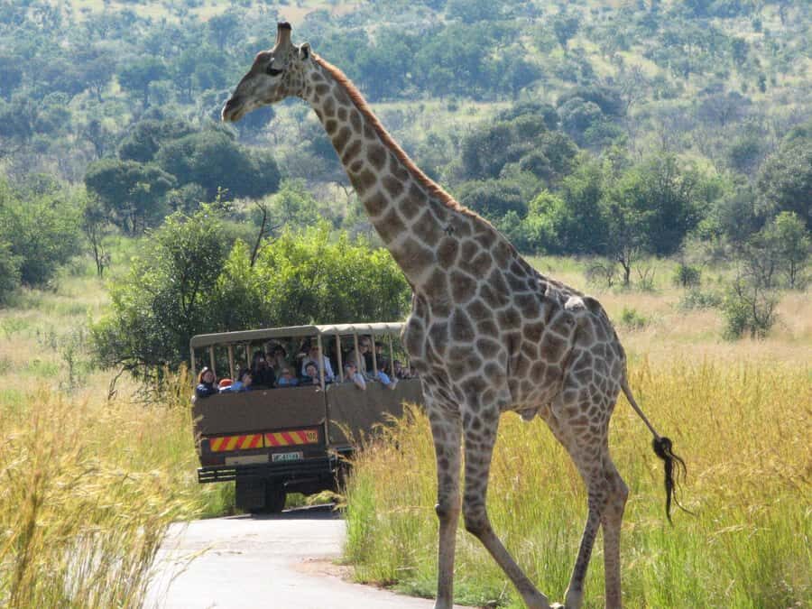 Johannesburg: Full Day Sun City & Pilanesberg Nature Reserve - The morning drive schedule: timing that affects your photos and energy