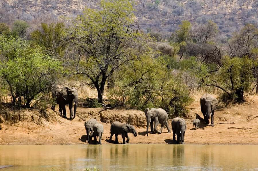 Johannesburg: Full Day Sun City & Pilanesberg Nature Reserve - Why Pilanesberg works for a day trip from Johannesburg