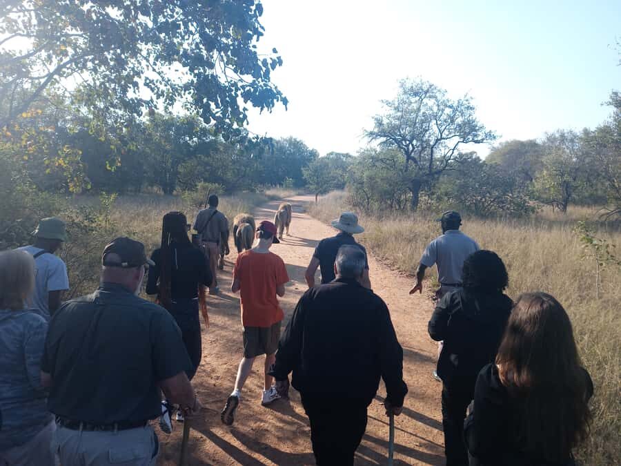 Johannesburg: Guided Walk with Lions in the African Bush - Key Takeaways Before You Go
