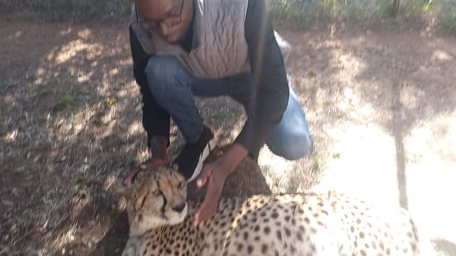 Johannesburg: Guided Walk with Lions in the African Bush - Johannesburg Lion Walk in the African Bush: What You’re Really Signing Up For