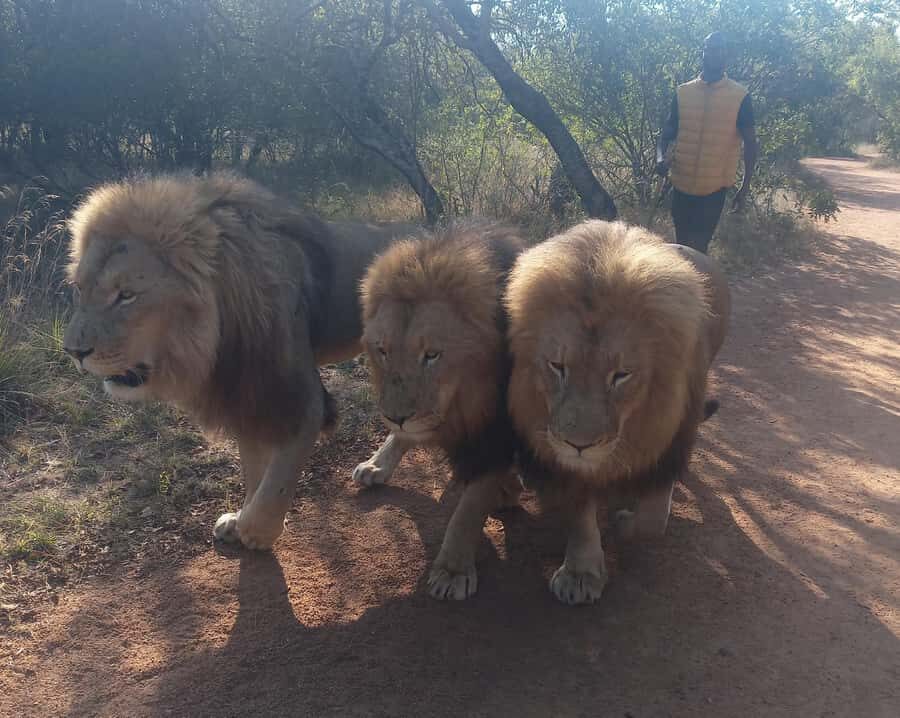 Johannesburg: Guided Walk with Lions in the African Bush - Pickup From Sandton or Pretoria: The 2-Hour Drive Each Way Rhythm