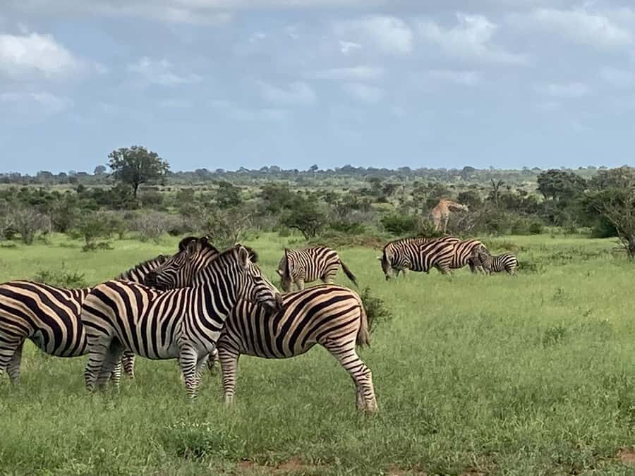 Johannesburg: Guided Walk with Lions in the African Bush - Group Size, Privacy, and the Reality of Everyone Following Instructions