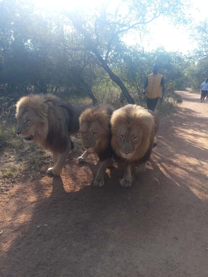 Johannesburg: Guided Walk with Lions in the African Bush - What to Bring (And What to Leave Behind)