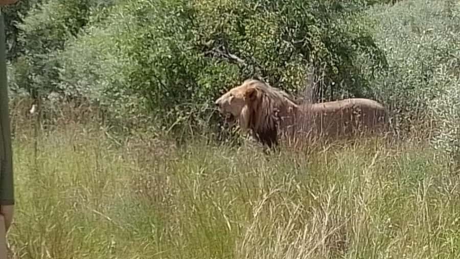 Johannesburg: Guided Walk with Lions in the African Bush - The Lion Walk Rules That Keep It Safe (And Make It Worth It)