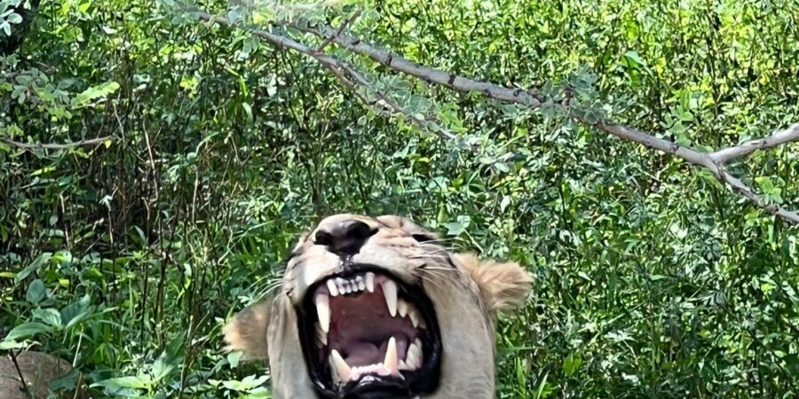 Johannesburg: Half-Day Big 5 Safari Tour - Key points before you go
