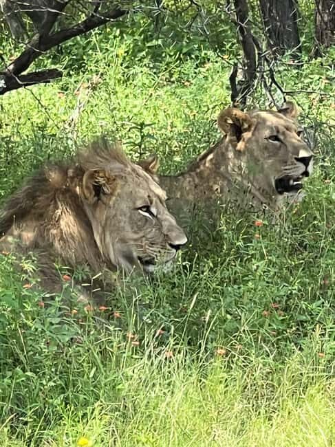 Johannesburg: Half-Day Big 5 Safari Tour - Dinokeng Game Reserve and the Big Five goal in 3 hours