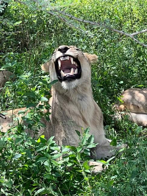 Johannesburg: Half-Day Big 5 Safari Tour - The open-air game vehicle with a qualified ranger