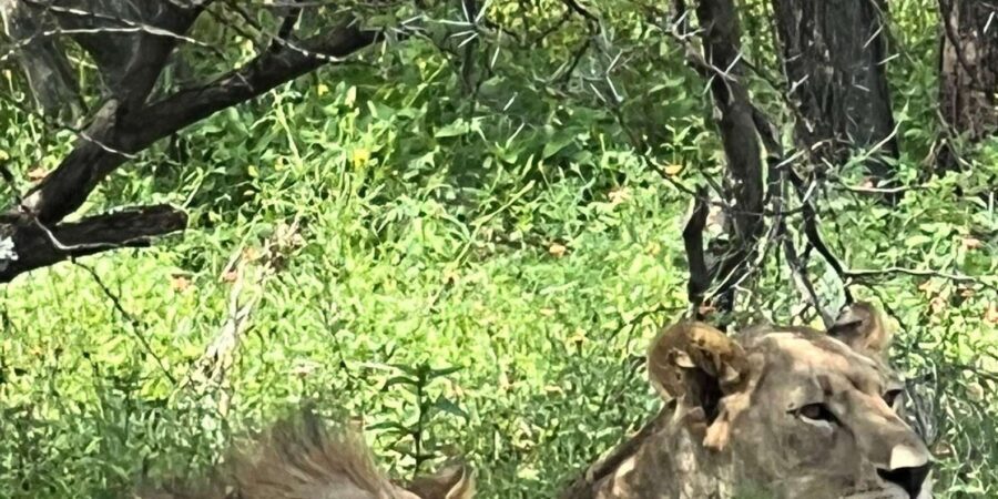 Johannesburg: Half-Day Big 5 Safari Tour - Getting the most from Big Five sightings (without feeling rushed)