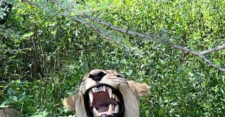 Johannesburg: Half-Day Big 5 Safari Tour - Who this safari fits best (and who should skip it)
