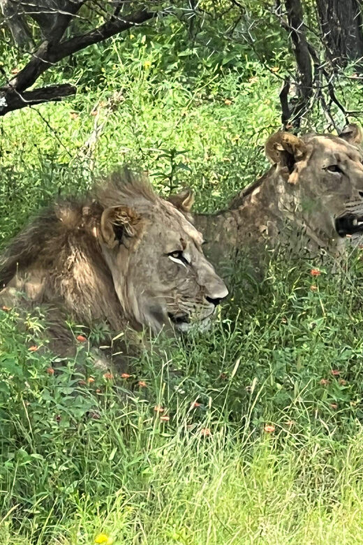 Johannesburg: Half-Day Big 5 Safari Tour - Johannesburg pickup and return: where the safari starts