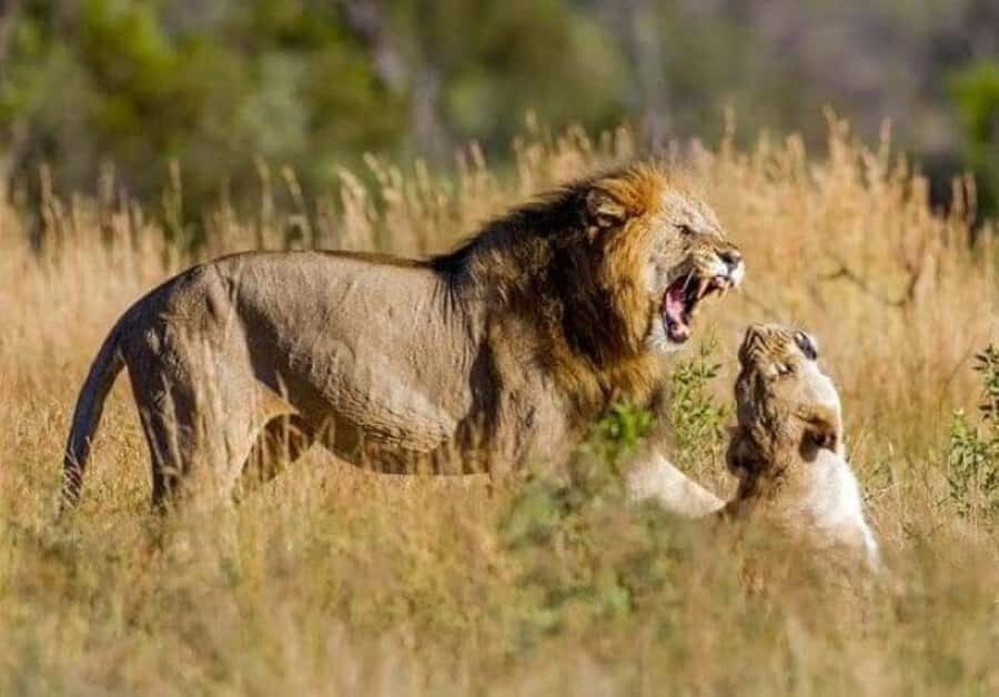 Johannesburg: Lion and Safari Park tour. Pick up Privately - The 2-Hour Game Drive Focused on Lions and Close Viewing