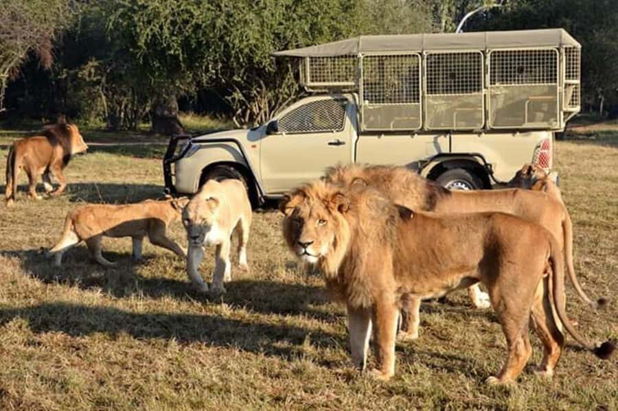 Johannesburg: Lion and Safari Park tour. Pick up Privately - Photo Stops, Touring Time, and Why the Guide-Lead Matters