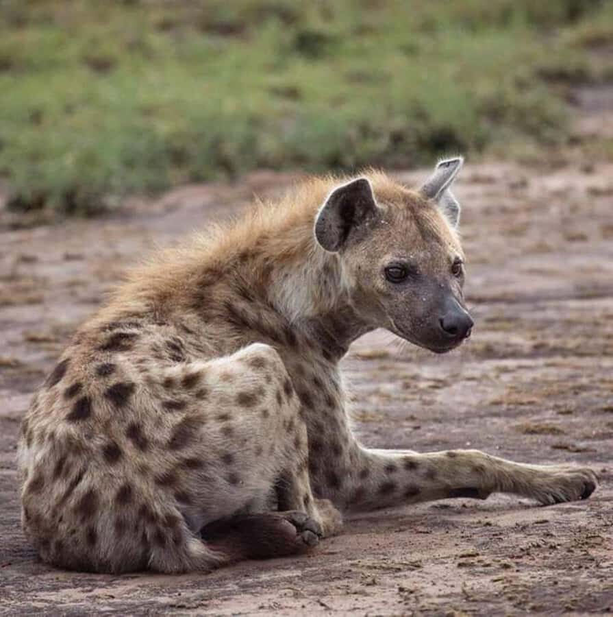 Johannesburg: Lion and Safari Park tour. Pick up Privately - Optional Lunch and Wetlands Restaurant Break