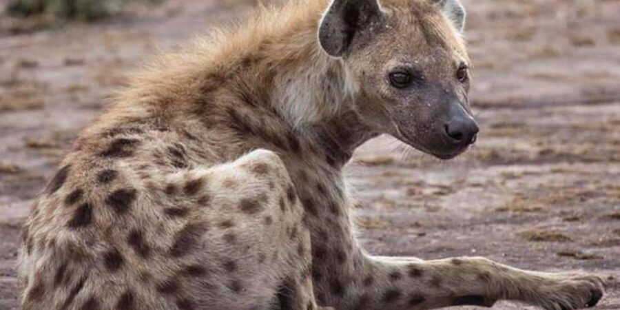 Johannesburg: Lion and Safari Park tour. Pick up Privately - 5-Dome Shopping Centre: Local Crafts, Arts, and a Short Walk