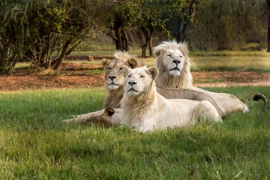 Johannesburg: Lion and Safari Park tour. Pick up Privately - Price and Value: Is $143 Worth It?