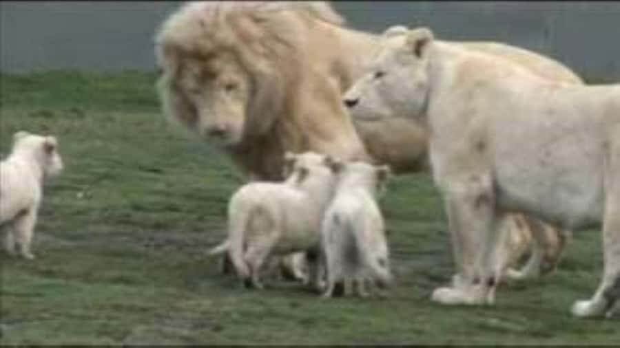 Johannesburg: Lion and Safari Park tour. Pick up Privately - Should You Book This Johannesburg Lion and Safari Park Tour?