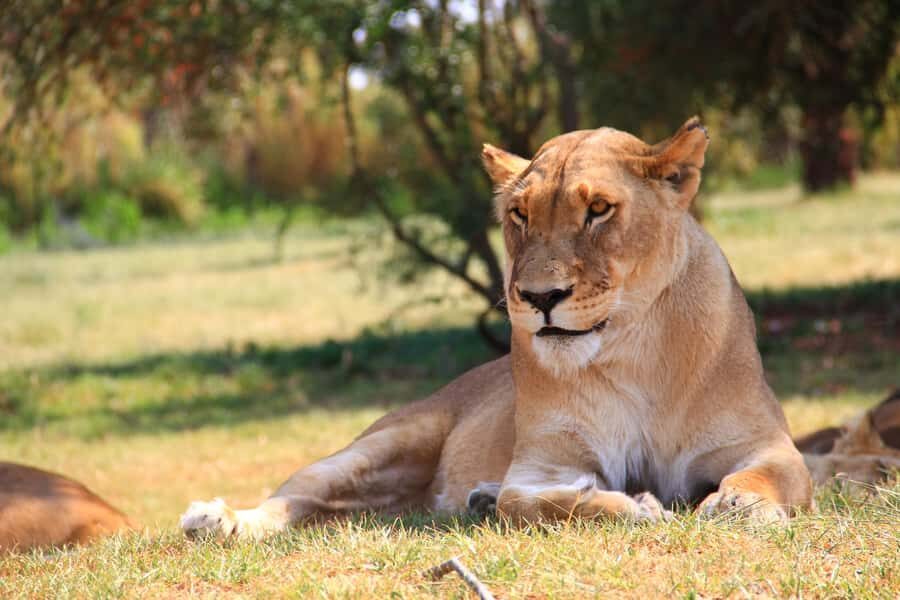 Johannesburg: Lion Park Safari and Cultural Village Tour - From Johannesburg to the Cradle of Humankind: what the setting adds