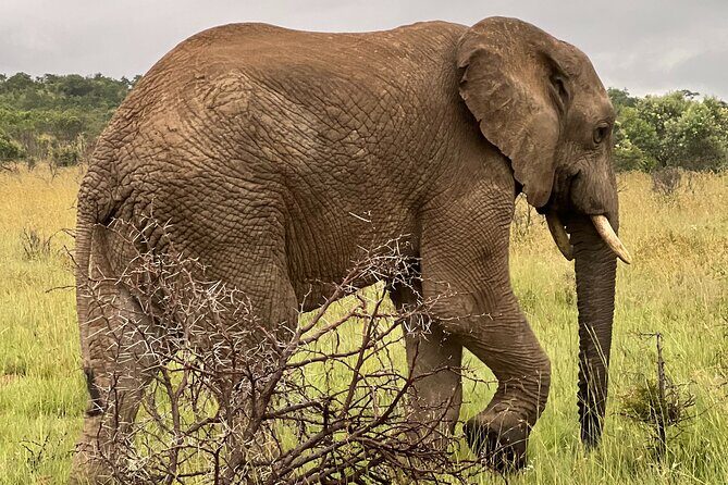 Johannesburg: Private Pilanesberg Park Game Drive Full Day Tour - Sandton to Pilanesberg: How the Day Flows