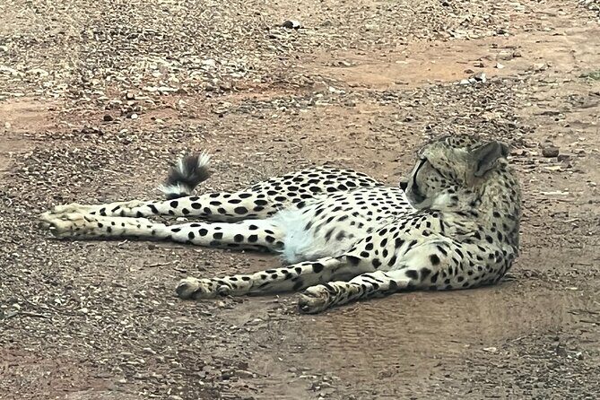 Johannesburg: Private Pilanesberg Park Game Drive Full Day Tour - Entering the Reserve: Your 3-Hour Open Safari Game Drive