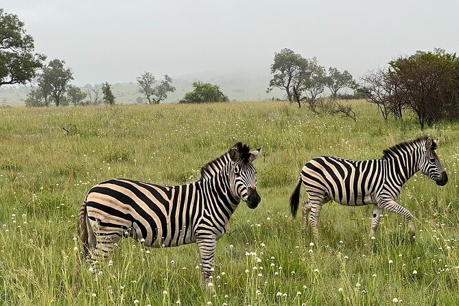 Johannesburg: Private Pilanesberg Park Game Drive Full Day Tour - Lunch at Bakubung Bush Lodge: Marula Restaurant and a Watering Hole Setting