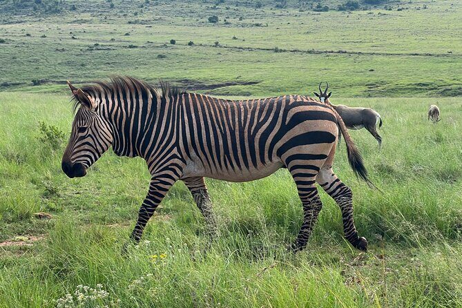 Johannesburg: Private Pilanesberg Park Game Drive Full Day Tour - What You’ll Actually See: From Big Animals to Small Surprises