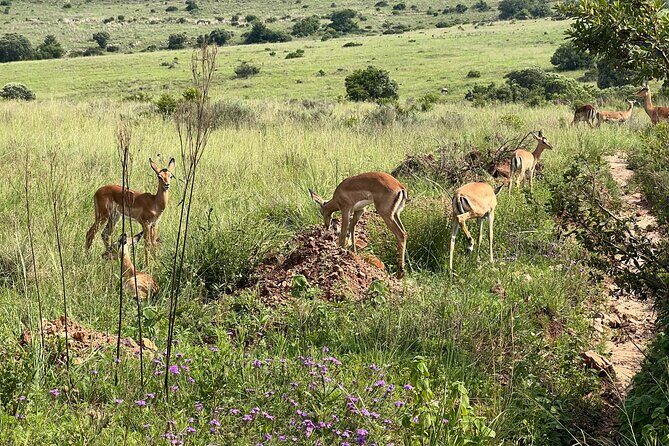 Johannesburg: Private Pilanesberg Park Game Drive Full Day Tour - Should You Book This Pilanesberg Full-Day Game Drive?