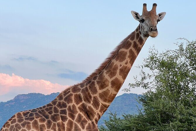 Johannesburg: Private Pilanesberg Park Game Drive Full Day Tour - The 6:00am Sandton Pickup and the SUV Ride South