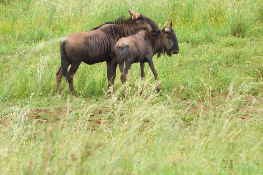Johannesburg: Rhino and Lion Nature Reserve Safari - The Open Safari Vehicle Ride: What You’ll Do and What You Might See