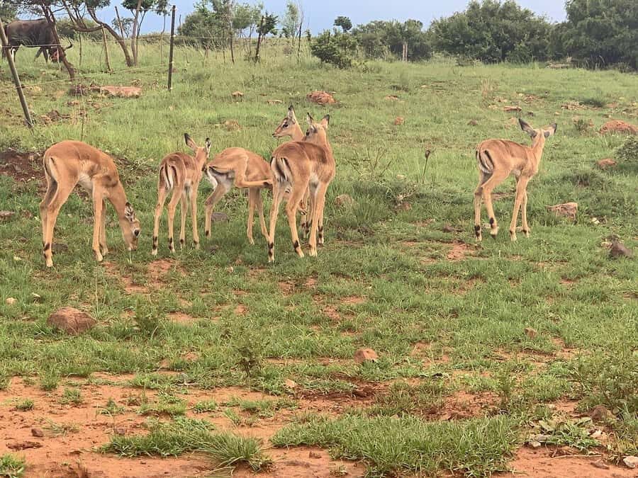 Johannesburg: Rhino and Lion Nature Reserve Safari - Animal-Spotting Tips That Fit This Exact Tour Timing