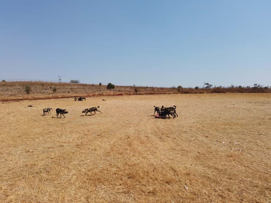 Johannesburg: Rhino and Lion Nature Reserve Safari - Should You Book This Rhino and Lion Safari?