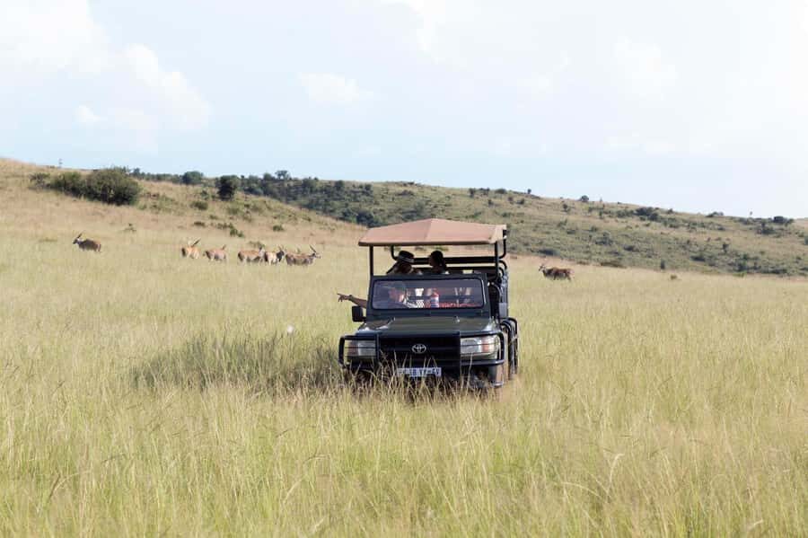 Johannesburg: Rhino and Lion Nature Reserve Safari - Pickup From Your Hotel: How to Make It Smooth