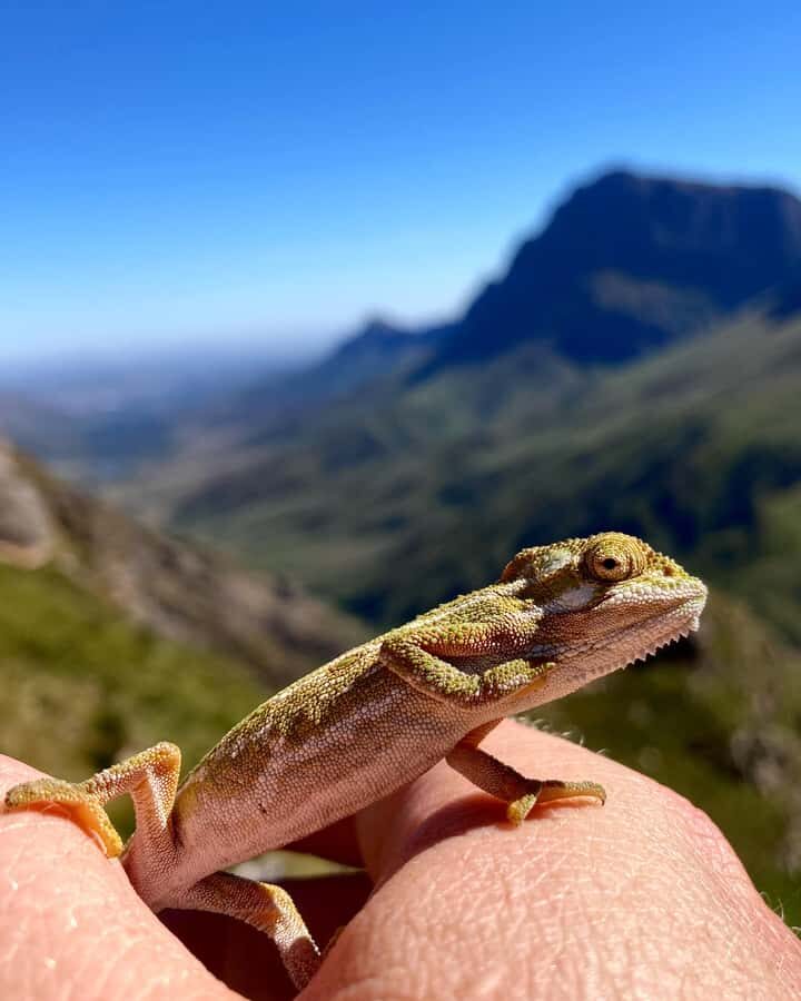 Jonkershoek Nature Reserve: Guided Panorama Trail Hike - What to Pack for This Strenuous Day Hike