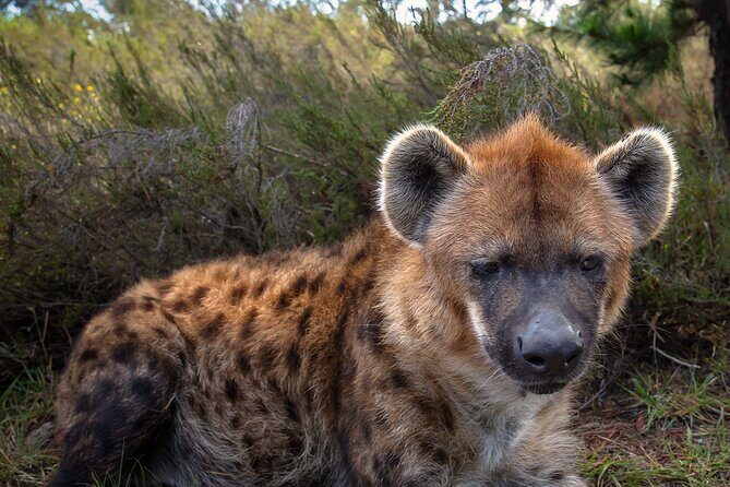 Jukani Wildlife Sanctuary Admission with Guided Tour - Jukani Wildlife Sanctuary: what this guided tour really delivers