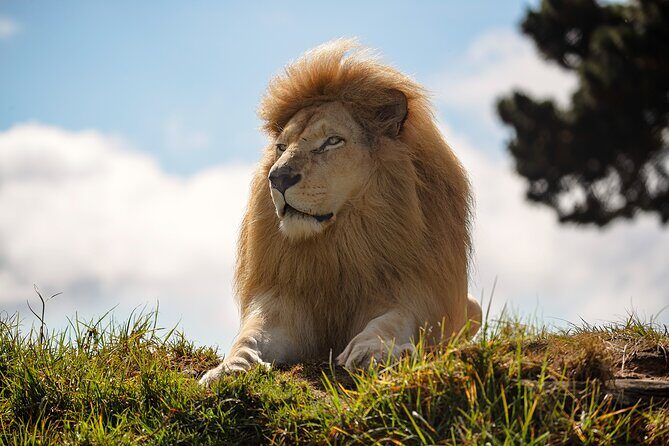 Jukani Wildlife Sanctuary Admission with Guided Tour - Price and value: what $24.73 buys you
