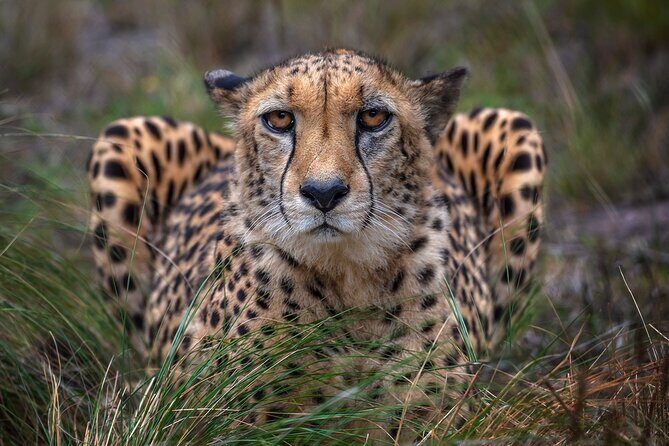 Jukani Wildlife Sanctuary Admission with Guided Tour - Timing advice: late afternoon works better than late morning