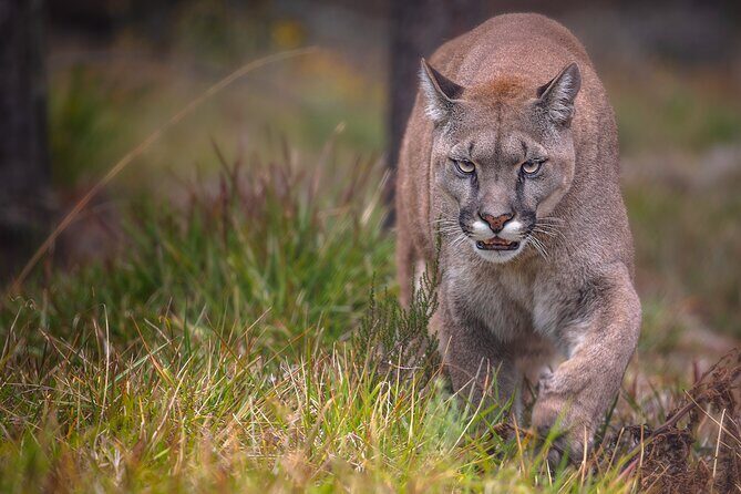 Jukani Wildlife Sanctuary Admission with Guided Tour - Small-group experience: hearing the guide matters