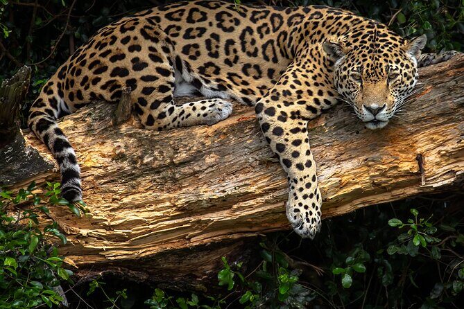 Jukani Wildlife Sanctuary Admission with Guided Tour - Guides: why their style changes the visit
