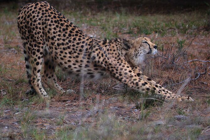 Jukani Wildlife Sanctuary Admission with Guided Tour - Photography and viewing decks: how to get sharper shots