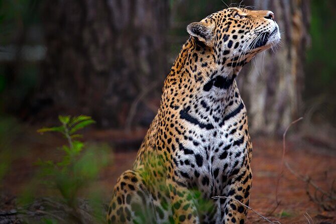 Jukani Wildlife Sanctuary Admission with Guided Tour - What to plan for: clothes, food, and getting there