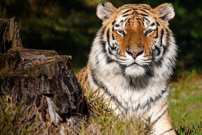 Jukani Wildlife Sanctuary Admission with Guided Tour - The guided walking safari: what happens during your 90 minutes